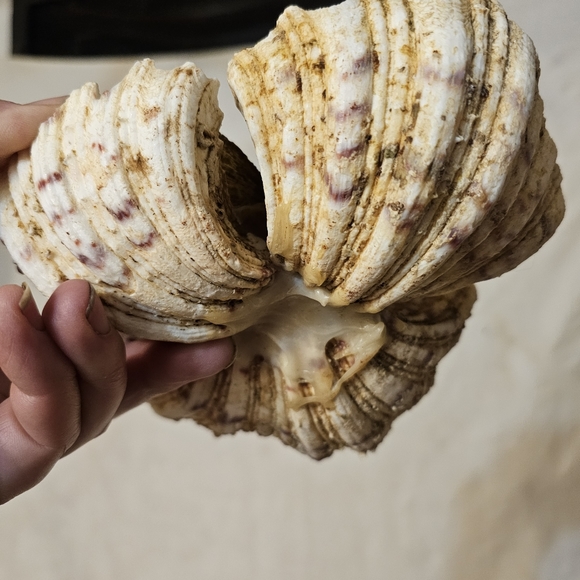 Vintage Real Shell Trincket holder Soap Dish Tropical Beach Decor MOP Bear Claw - Picture 4 of 7